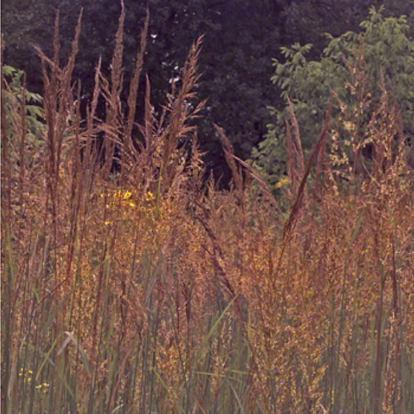 INDIAN GRASS